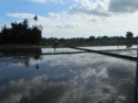 Flooded rice paddies